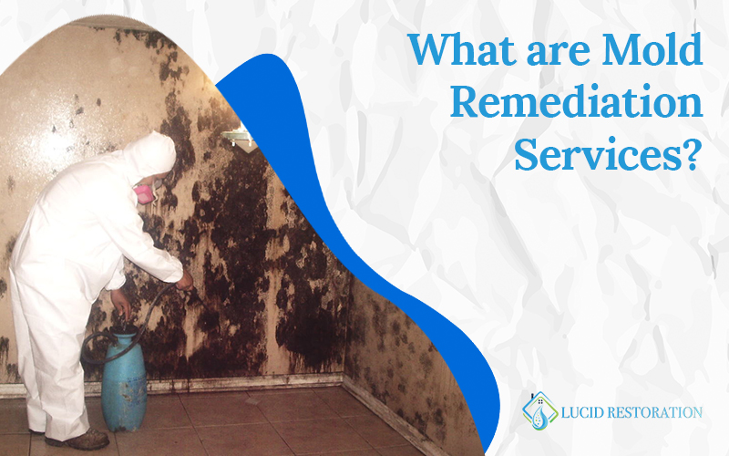 Mold Remediation South Florida Archives - Lucid Restoration